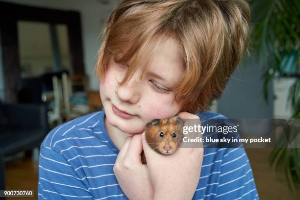 a 12 year old boy with his pet golden hamster. - golden hamster - fotografias e filmes do acervo