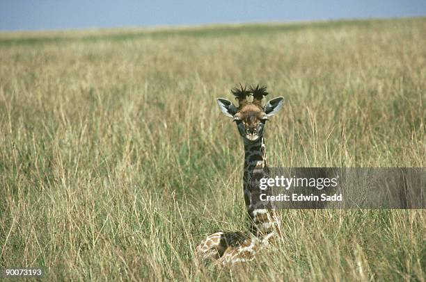Do Giraffes Lay Down Photos and Premium High Res Pictures - Getty Images