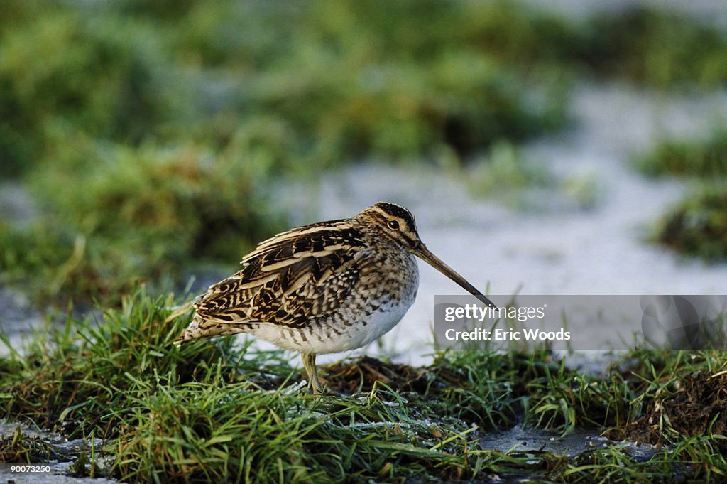 Snipe gallinago gallinago warwickshire, u.k.