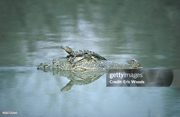 american alligator alligator mississippiensis mother, young on head texas, usa - alligator mississippiensis stock pictures, royalty-free photos & images