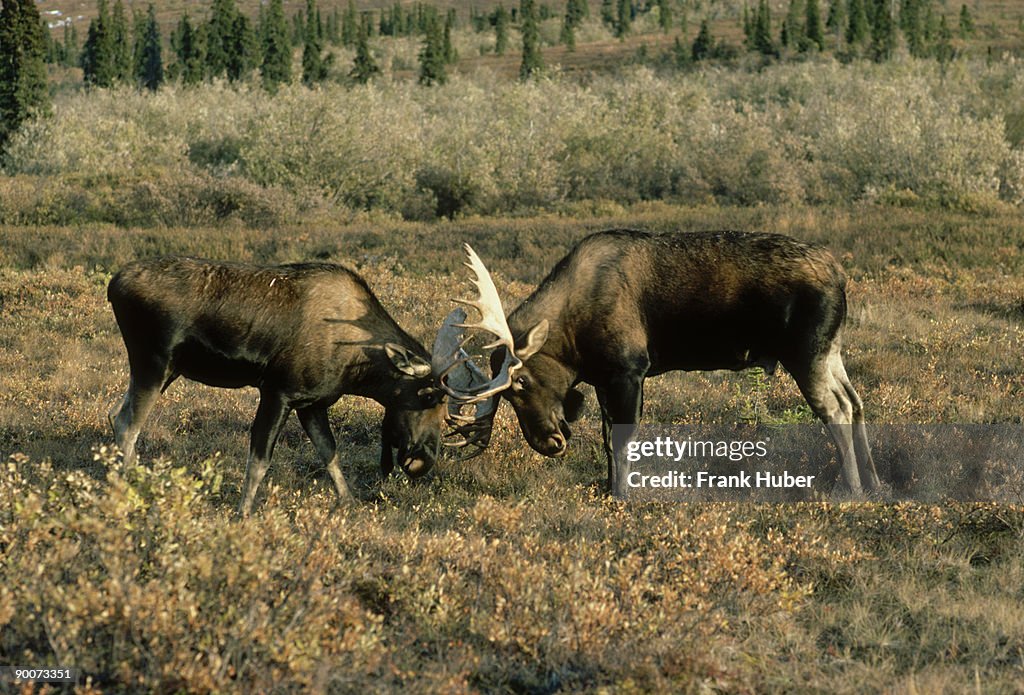 Alaskan moose: alces alces bulls do battle during rut dena li natl park, alaska