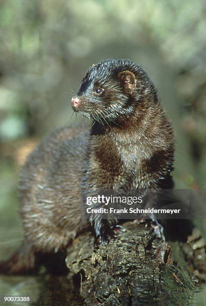 mink: mustela vison  portrait  kalispell, montana, usa - mink animal - fotografias e filmes do acervo