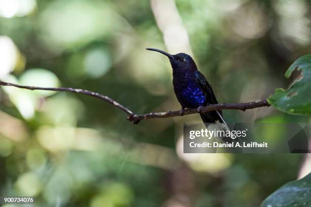 violet sabrewing hummingbird - campylopterus hemileucurus imagens e fotografias de stock