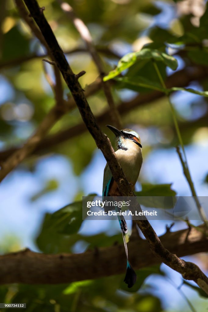 Turquoise-browed Motmot Bird