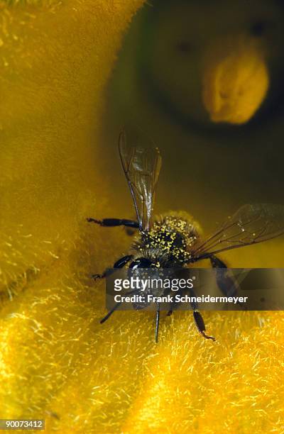 honey bee apis mellifera with pumpkin pollen danville, california, usa - gold bug stock pictures, royalty-free photos & images