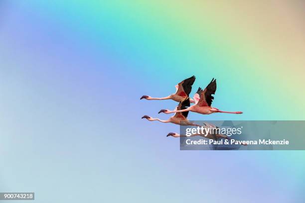 lesser flamingos flying past rainbow - lake bogoria stock pictures, royalty-free photos & images