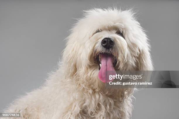 white sheepdog dog looking - wollig stockfoto's en -beelden
