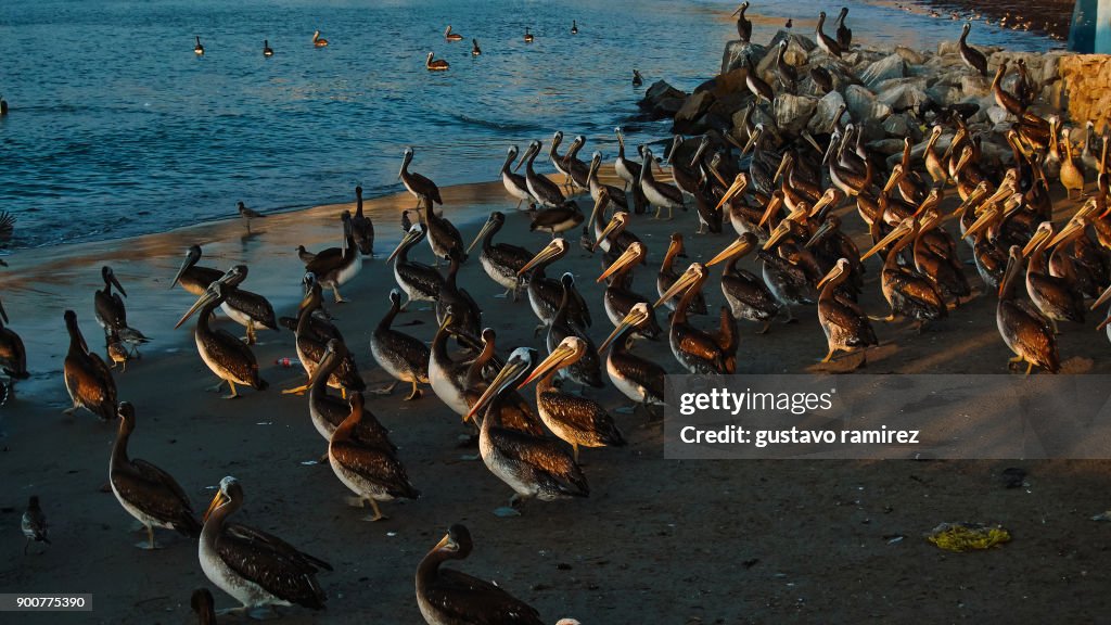 Colony of adult pelicans