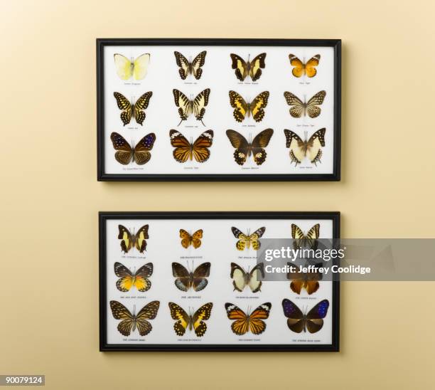 butterfly display on wall - lepidoptera stock pictures, royalty-free photos & images