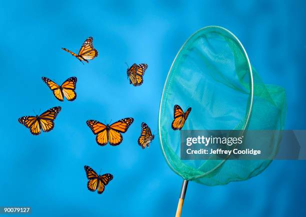 butterfly net catching butterflies - catching butterflies stock pictures, royalty-free photos & images