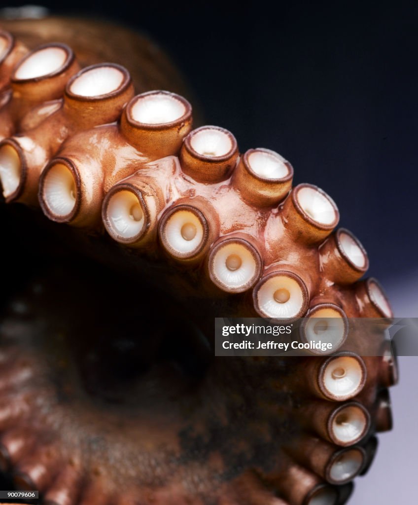 Octopus Tentacle