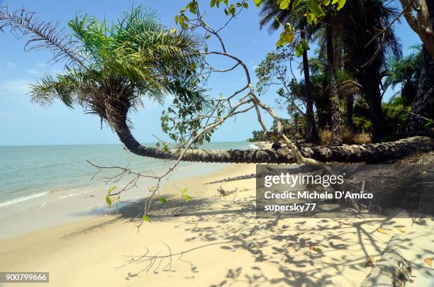 lonely tropical beach with palm trees - guinea-bissau stock-fotos und bilder