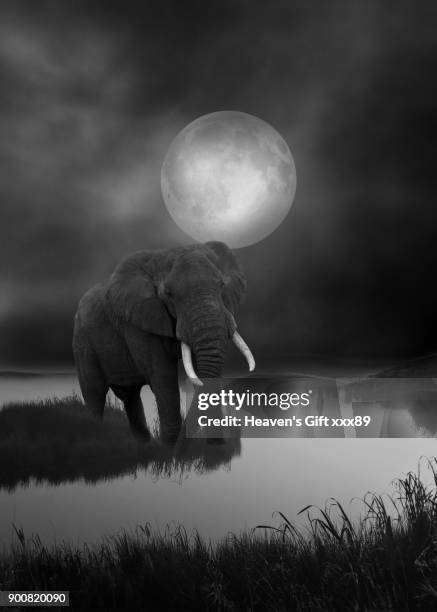 How Tall Are Elephants How Tall Are Elephants