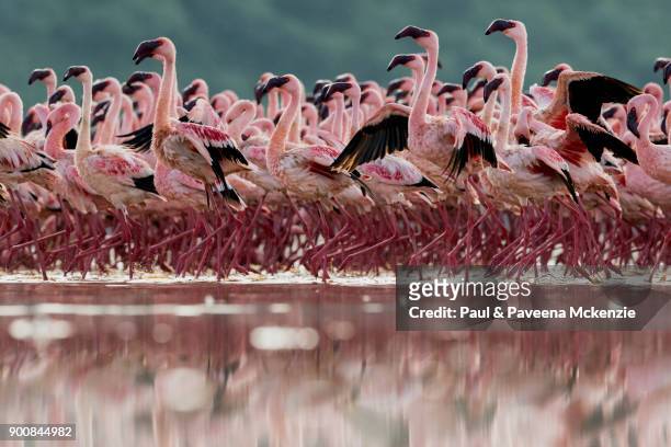 eye-level view of lesser flamingos on shallow water lake - lake bogoria stock pictures, royalty-free photos & images