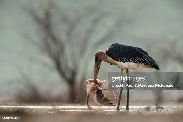 marabou stork killing lesser flamingo - lago bogoria foto e immagini stock