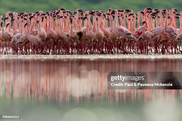 eye-level view of lesser flamingos on shallow water lake - lake bogoria stock pictures, royalty-free photos & images