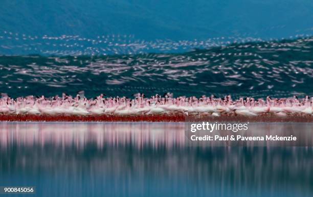 eye-level view of lesser flamingos on shallow water lake at dusk - lake bogoria stock pictures, royalty-free photos & images