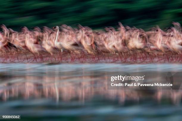 eye-level, motion blur view of lesser flamingos walking on shallow water lake - lago bogoria foto e immagini stock
