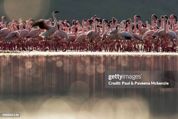 eye level, backlit view of lesser flamingos grouped tightly together on shallow water soda lake - lago bogoria foto e immagini stock