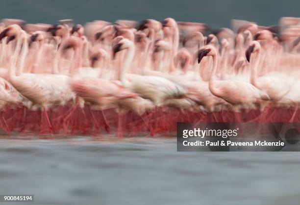 eye-level, blurred motion view of lesser flamingos walking together on shallow water lake - lake bogoria stock pictures, royalty-free photos & images