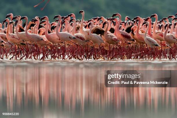 eye-level view of lesser flamingos walking in synchronised fashion on shallow water lake - lake bogoria stock pictures, royalty-free photos & images