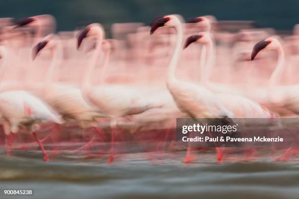 eye-level view of lesser flamingos walking together, with motion, on shallow water lake - lago bogoria foto e immagini stock