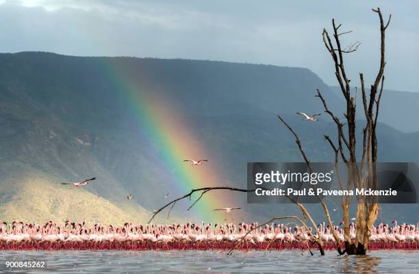 eye-level, wide-angle view of lesser flamingo group with partially submerged dead tree in the foreground and rainbow in the background - lago bogoria foto e immagini stock