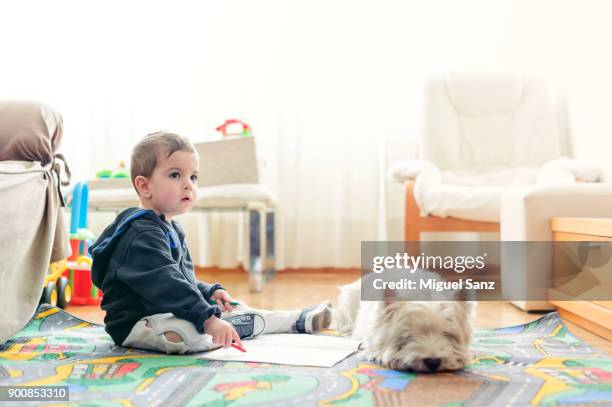 little boy and westy dog painting a book at home - kid with markers 個照片及圖片檔