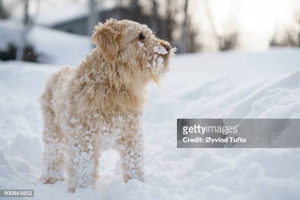 dog in snow - soft coated wheaten terrier foto e immagini stock