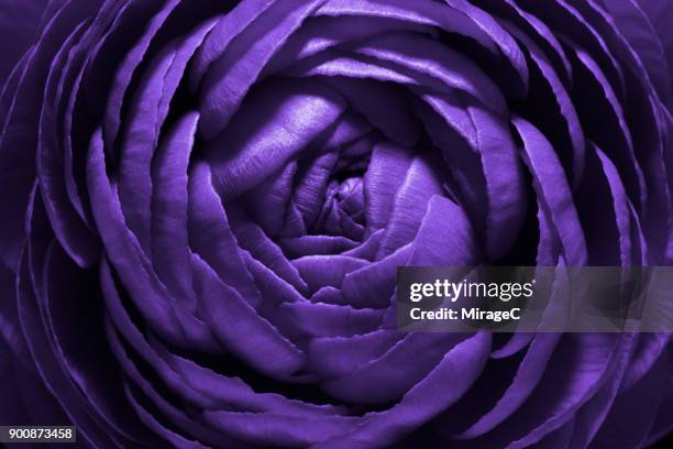 purple flower macro shot - macro flower stock-fotos und bilder