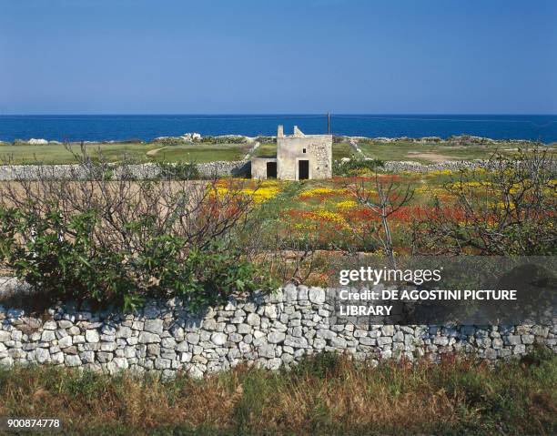 Traditional dry stone walls along the coast between Bari and Giovinazzo, Apulia, Italy.