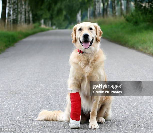 injured dog - bandage 個照片及圖片檔