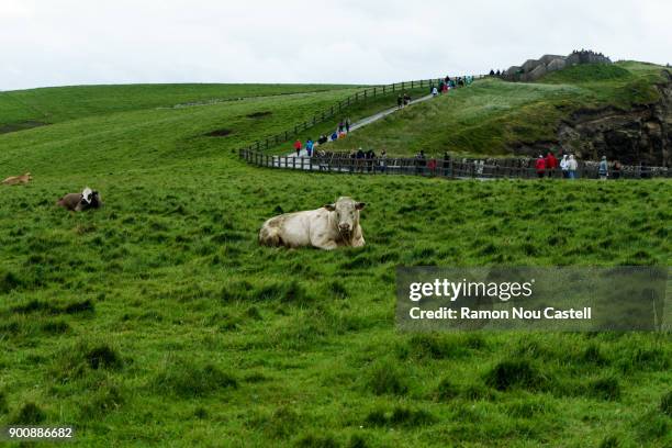 cliffs of moher - pastures - resting cow - nou stock pictures, royalty-free photos & images