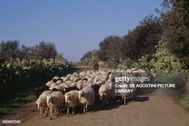 Flock of sheep and shepherd along a country road, Sardinia, Italy.