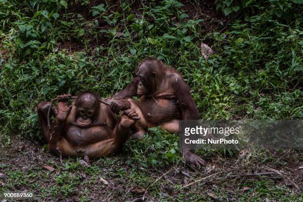 Baby Borneo Orangutan in Jakarta, Indonesia on January 03, 2018. The Sumatran Orangutan Conservation Programme is working hard to build an Orangutan...