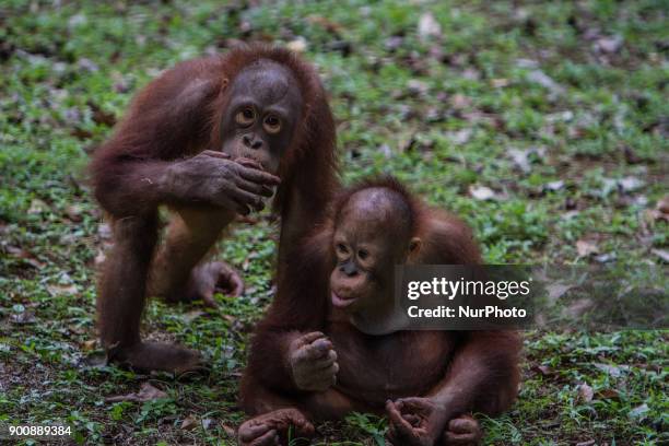 Two baby Borneo Orangutan seen playing in Jakarta, Indonesia on January 03, 2018. The Sumatran Orangutan Conservation Programme is working hard to...