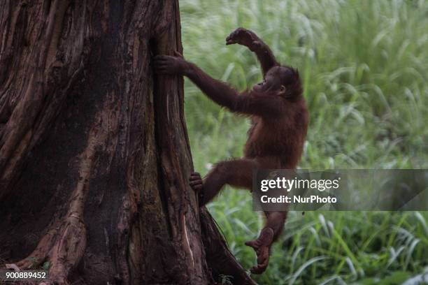 Sumatran Orangutan Conservation Programme Photos and Premium High Res