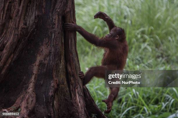 Orangutan in Jakarta, Indonesia on January 03, 2018. The Sumatran Orangutan Conservation Programme is working hard to build an Orangutan Haven in...