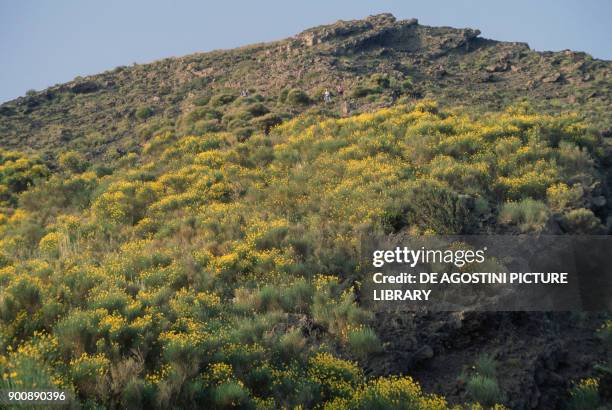 Gorse bushes along Sciara del Fuoco or Filo del Fuoco , slope leading to the summit crater of Stromboli, Aeolian or Lipari Islands , Sicily, Italy.