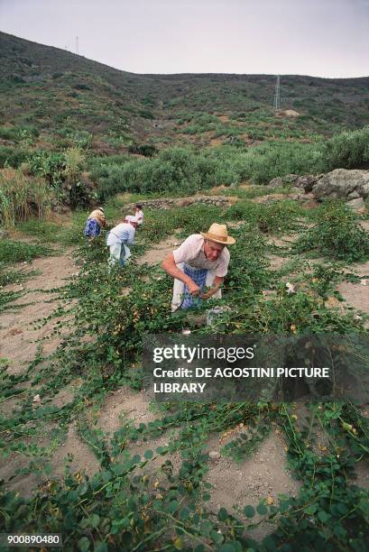 Capers harvesting near Pollara, hamlet of Malfa, Salina island, Aeolian or Lipari Islands , Sicily, Italy.