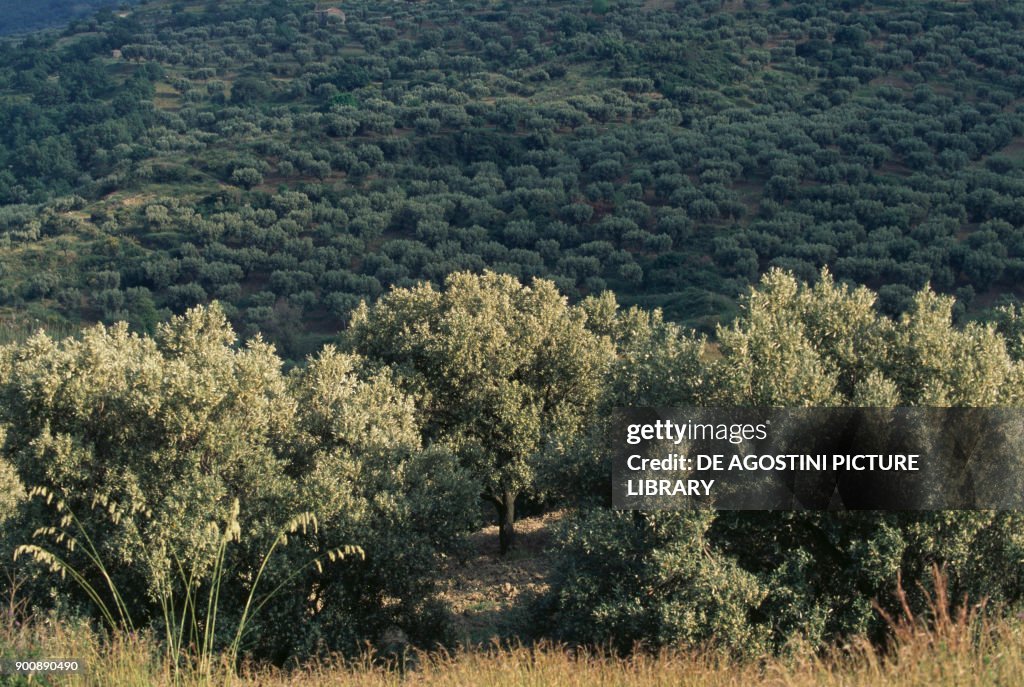Olive groves near Archaeological Park of Scolacium