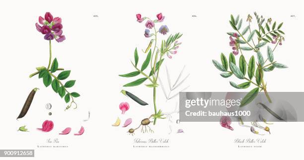sea pea, lathyrus maritimus, victorian botanical illustration, 1863 - thorn vine stock illustrations