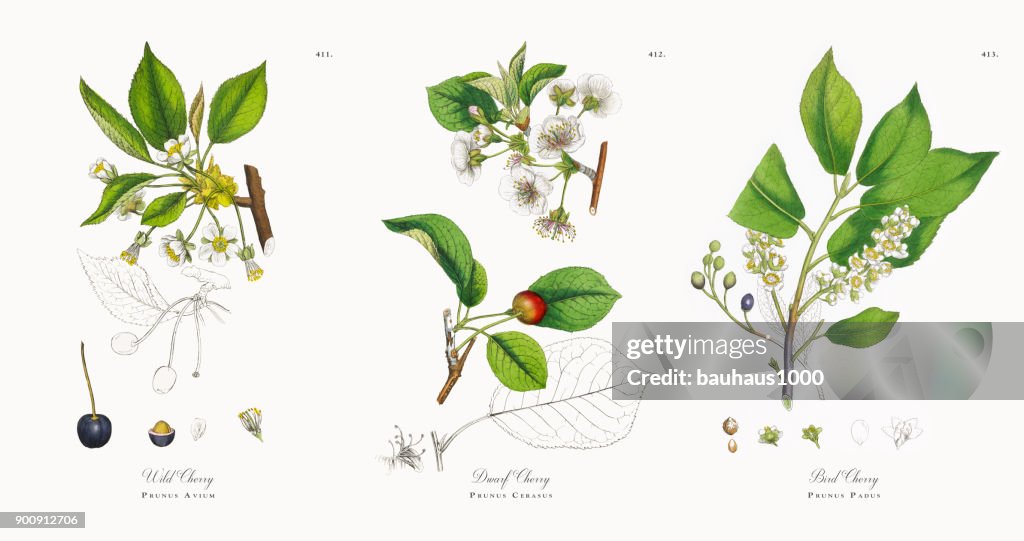 Wild Cherry, Prunus Avium, Victorian Botanical Illustration, 1863