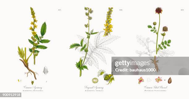 stockillustraties, clipart, cartoons en iconen met gewone agrimonie, gewone agrimonie, victoriaanse botanische illustratie, 1863 - agrimonia-eupatoria