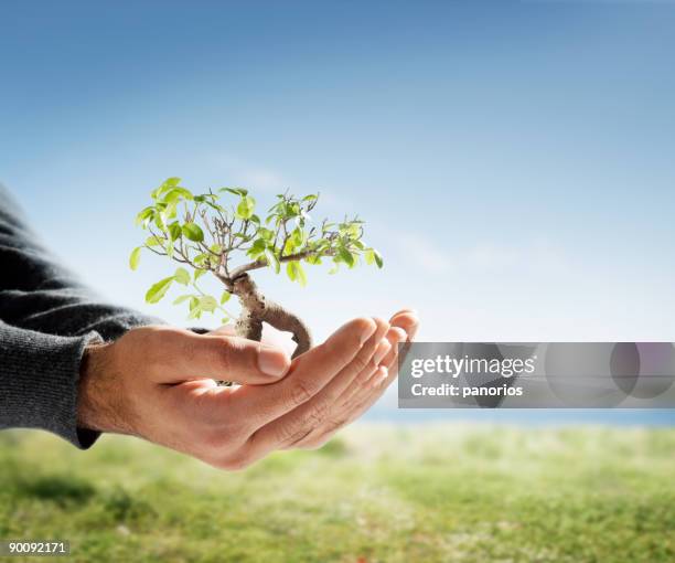 tree in palm of hand - sapling stock pictures, royalty-free photos & images