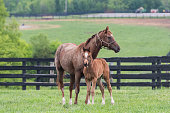 Chestnut Colord Foal and Mare Stand at Attention