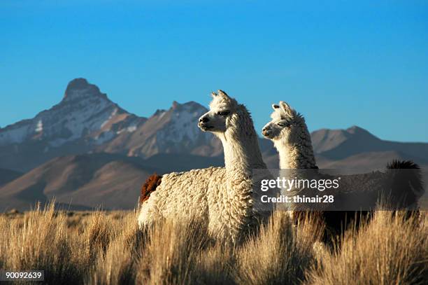 due alpacas - lama animal foto e immagini stock