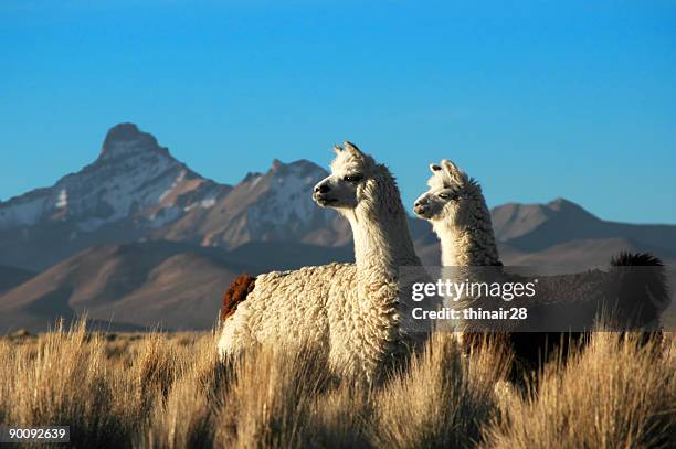 two alpacas - high andes stock pictures, royalty-free photos & images