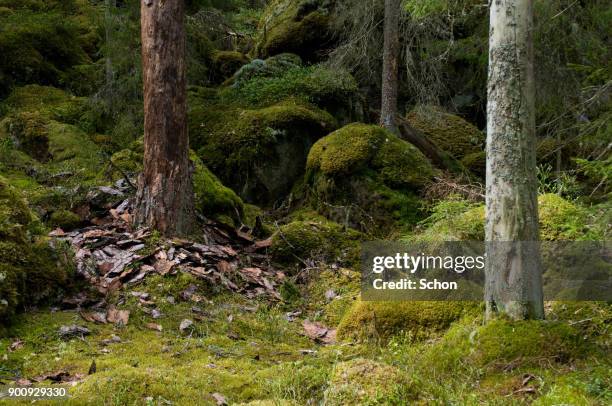 döda träd i naturskog i södra sverige - träd stock pictures, royalty-free photos & images