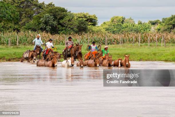 76 Taquari River Stock Photos, HighRes Pictures, and Images Getty Images